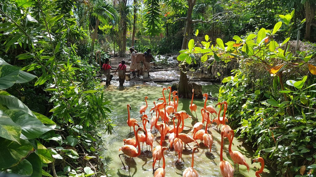 Ardastra Gardens Zoo Nassau — flamencos rosados en el único zoológico de Bahamas