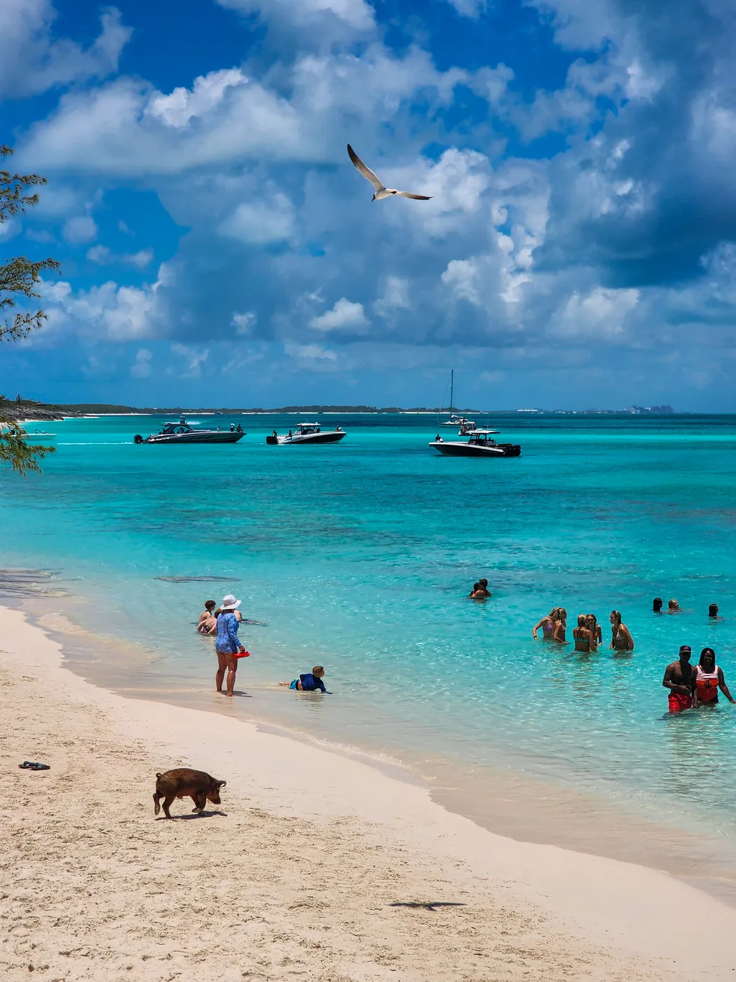 Cerdos nadadores en la playa de Bahamas