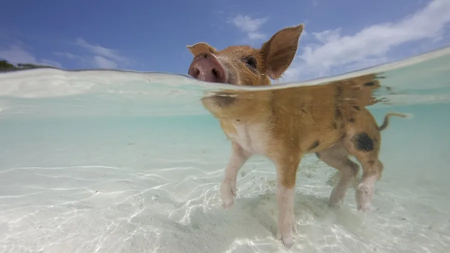 Tour Premium Pig Beach Nassau